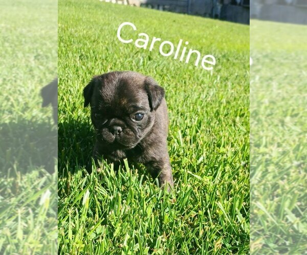 Medium Photo #4 Pug Puppy For Sale in AFTON, WY, USA
