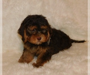 ShihPoo Puppy for sale in WARRENSBURG, MO, USA