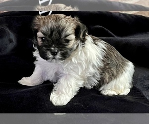 Mal-Shi Puppy for Sale in AMARILLO, Texas USA
