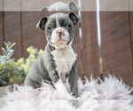 Small Boston Terrier