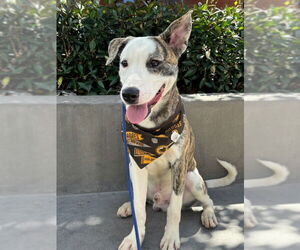 American Staffordshire Terrier-Unknown Mix Dogs for adoption in San Diego, CA, USA