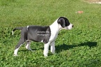 Small Photo #3 Great Dane Puppy For Sale in MILLERSBURG, IN, USA
