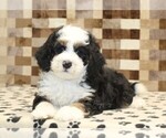 Small #1 Bernedoodle (Miniature)