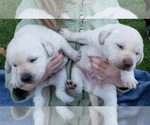 Small Photo #12 Labrador Retriever Puppy For Sale in OLYMPIA, WA, USA