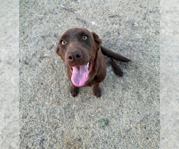 Medium Photo #1 Labrador Retriever-Unknown Mix Puppy For Sale in Grafton, WI, USA
