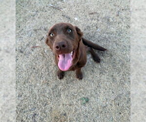 Labrador Retriever-Unknown Mix Dogs for adoption in Grafton, WI, USA