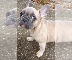 French Bulldog Puppy for sale in TAMPA, FL, USA