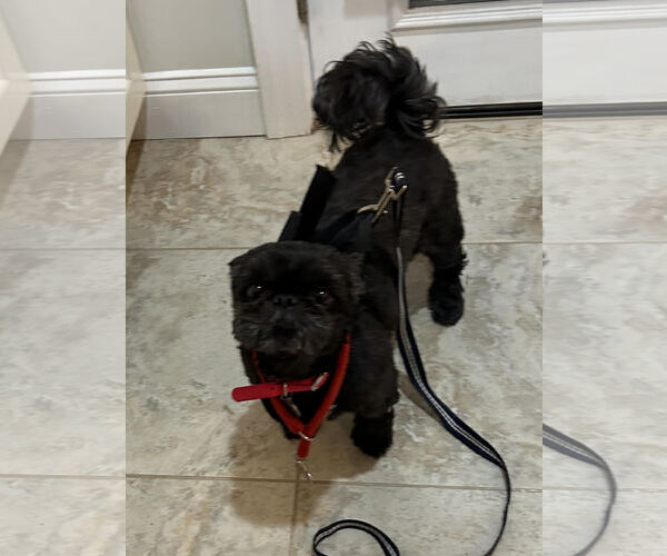 Medium Photo #2 Shih Tzu Puppy For Sale in Cliffwood, NJ, USA