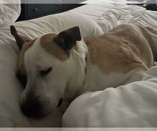 Medium Photo #3 Bullboxer Pit Puppy For Sale in Dana Point, CA, USA