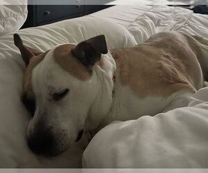 Daisy - Female Bullboxer Pit Dog for Adoption - Photo #3