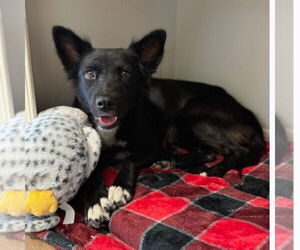 Borador Dogs for adoption in Lakewood, CO, USA