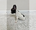 Small Photo #3 French Bulldog Puppy For Sale in CHARLESTON, SC, USA