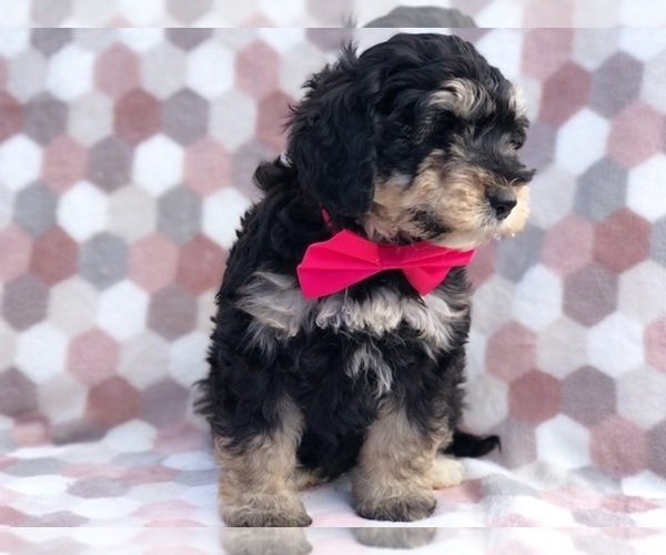 Medium Photo #3 Miniature Bernedoodle Puppy For Sale in CLAY, PA, USA