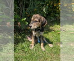 Small #3 Mutt