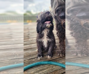 Portuguese Water Dog Puppy for Sale in FORT MYERS, Florida USA