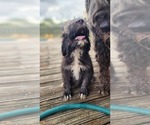 Small Portuguese Water Dog