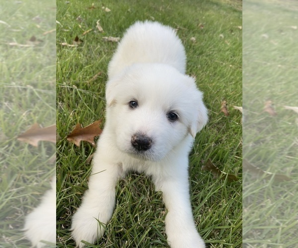 Medium Photo #3 Great Pyrenees Puppy For Sale in DRAKES BRANCH, VA, USA