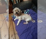 Small #5 Yorkshire Terrier