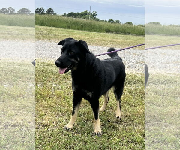 Medium Photo #2 German Shepherd Dog-Unknown Mix Puppy For Sale in Pryor, OK, USA