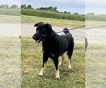 Small #1 German Shepherd Dog Mix