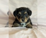 Rainbow - Female Corgipoo Puppy for Sale - Photo #2