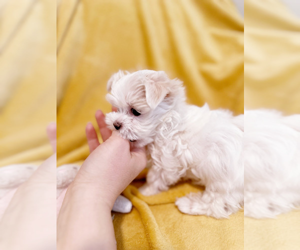 Medium Photo #8 Maltese Puppy For Sale in CHARLOTTE, NC, USA