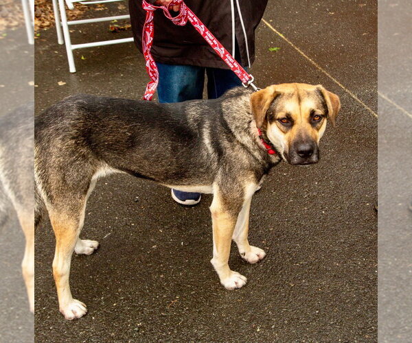 Medium Photo #12 German Shepherd Dog-Unknown Mix Puppy For Sale in Canton, CT, USA