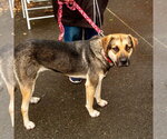 Small #11 German Shepherd Dog Mix