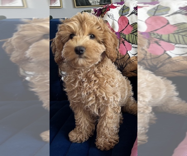 Medium Photo #1 Goldendoodle (Miniature) Puppy For Sale in FLUSHING, NY, USA
