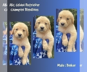 Medium Golden Retriever
