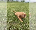 Small #1 Cavalier King Charles Spaniel