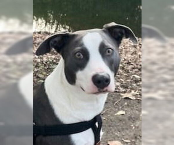 Medium Photo #2 American Staffordshire Terrier-Border Collie Mix Puppy For Sale in Lake Forest, CA, USA