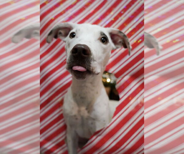 Medium Photo #3 Mutt Puppy For Sale in Euless, TX, USA