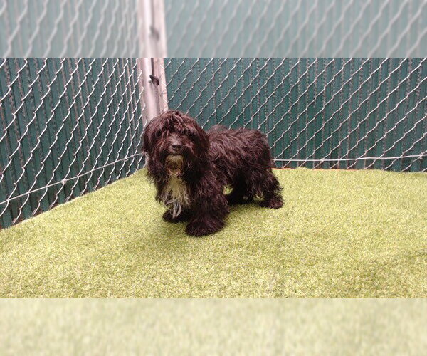 Medium Photo #1 Mutt Puppy For Sale in Downey, CA, USA