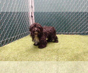Mutt Dogs for adoption in Downey, CA, USA