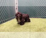 COMO - Male Mutt Dog for Adoption - Small photo