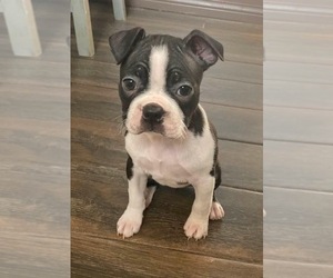Boston Terrier Puppy for Sale in HUFFMAN, Texas USA
