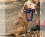Small #1 Australian Shepherd Mix