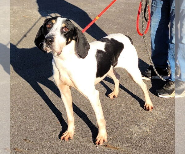 Medium Photo #3 Coonhound-Unknown Mix Puppy For Sale in Rootstown, OH, USA