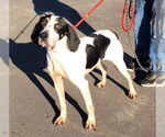Small #2 Coonhound Mix