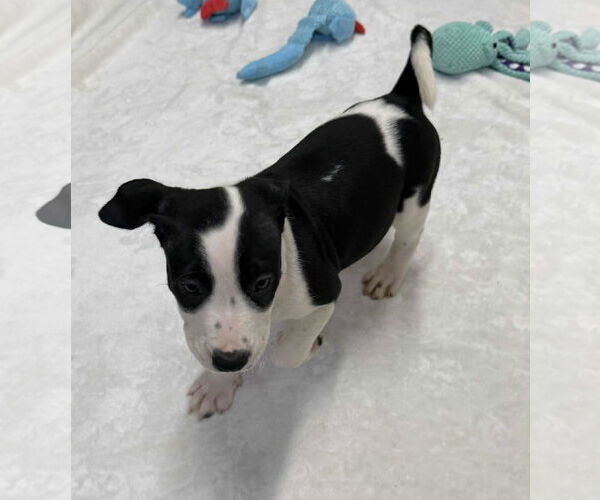 Medium Photo #2 American Boston Bull Terrier Puppy For Sale in Mechanicsburg, PA, USA