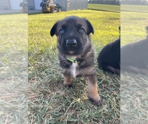 German Shepherd Dog Puppy for sale in FAYETTE, MO, USA