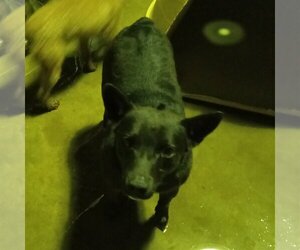 Australian Kelpie Dogs for adoption in Bonifay, MO, USA