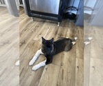 Small #4 Akita