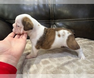 Bulldog Puppy for sale in MARSHALL, AR, USA