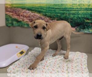 Medium Chinese Shar-Pei Mix