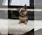 Small Photo #1 Yorkshire Terrier Puppy For Sale in SACRAMENTO, CA, USA