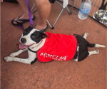 Small American Pit Bull Terrier-American Staffordshire Terrier Mix