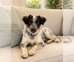 Small #3 Great Pyrenees Mix