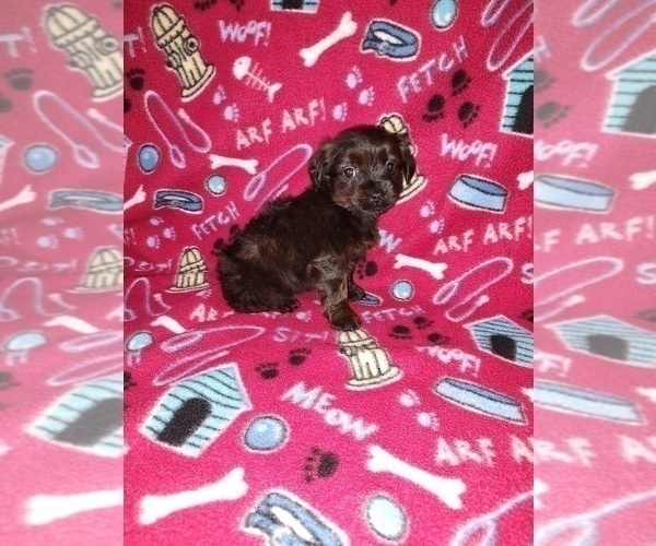 Medium Photo #1 YorkiePoo Puppy For Sale in LAPEER, MI, USA